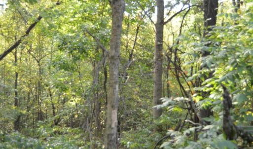 Photo #60 of Hickory Falls Road, Blue Ridge, VA 17.3 acres