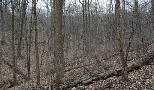 Photo #17 of Hickory Falls Road, Blue Ridge, VA 17.3 acres