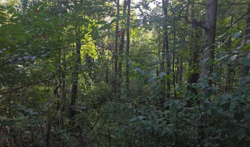 Photo #50 of Hickory Falls Road, Blue Ridge, VA 17.3 acres