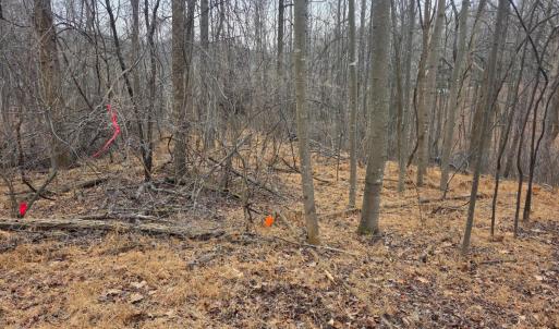 Photo #12 of Hickory Falls Road, Blue Ridge, VA 17.3 acres