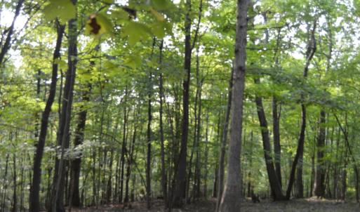 Photo #10 of Hickory Falls Road, Blue Ridge, VA 17.3 acres