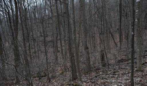 Photo #41 of Hickory Falls Road, Blue Ridge, VA 17.3 acres