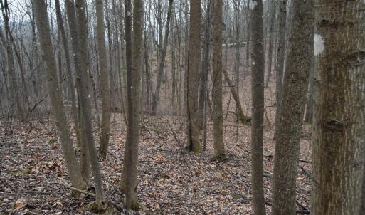 Photo #40 of Hickory Falls Road, Blue Ridge, VA 17.3 acres