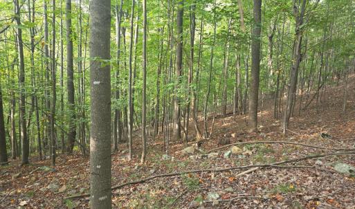 Photo #58 of Hickory Falls Road, Blue Ridge, VA 17.3 acres