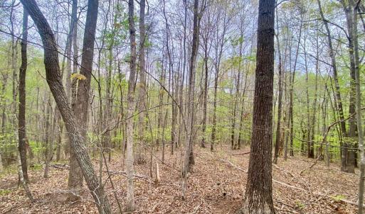 Photo #3 of Rothwood Road, Monroe, VA 7.5 acres