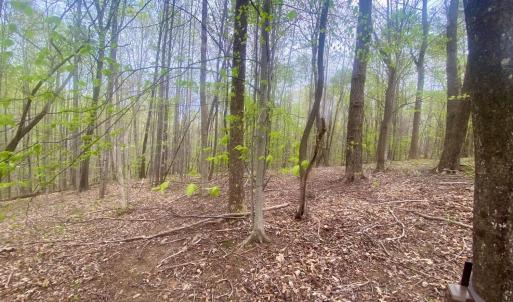 Photo #2 of Rothwood Road, Monroe, VA 7.5 acres