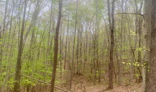 Photo #4 of Rothwood Road, Monroe, VA 7.5 acres