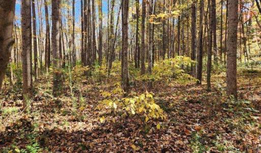 Photo #10 of Soybean Drive, Appomattox, VA 4.6 acres