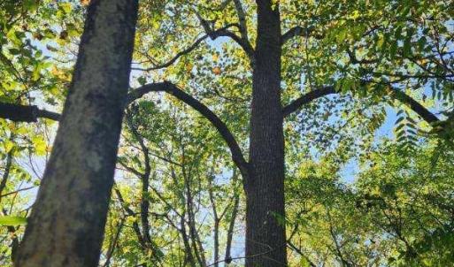 Photo #4 of Soybean Drive, Appomattox, VA 4.6 acres