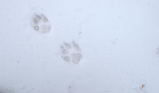 Photo #14 of 6 Lime Plant Road, Appomattox, VA 16.7 acres