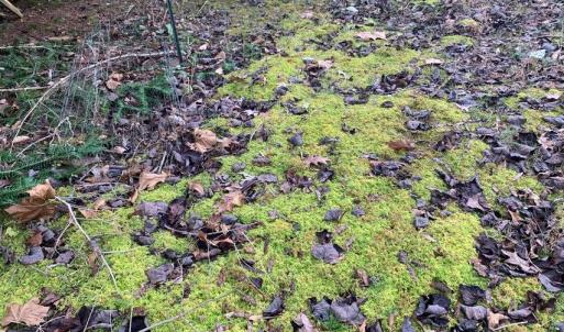 Photo #15 of Lot 284 Waterway CT, Lynch Station, VA 0.8 acres