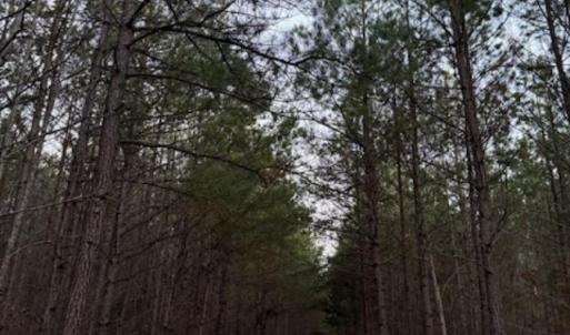 Photo #7 of Piney Mountain Road, Appomattox, VA 23.2 acres