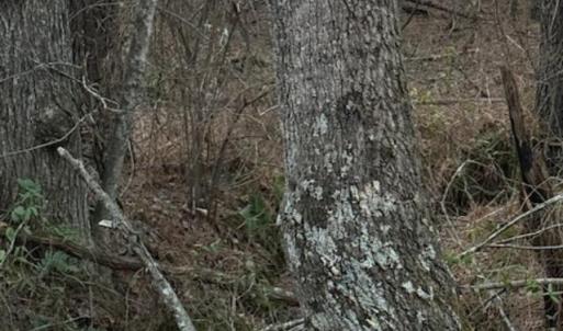 Photo #16 of Piney Mountain Road, Appomattox, VA 23.2 acres