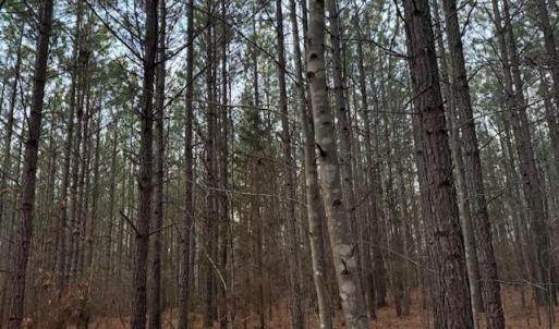 Photo #10 of Piney Mountain Road, Appomattox, VA 23.2 acres