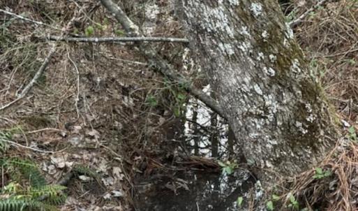 Photo #14 of Piney Mountain Road, Appomattox, VA 23.2 acres