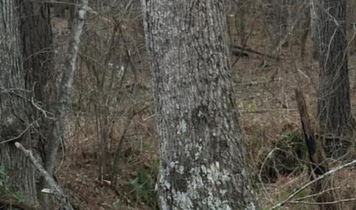 Photo #15 of Piney Mountain Road, Appomattox, VA 23.2 acres