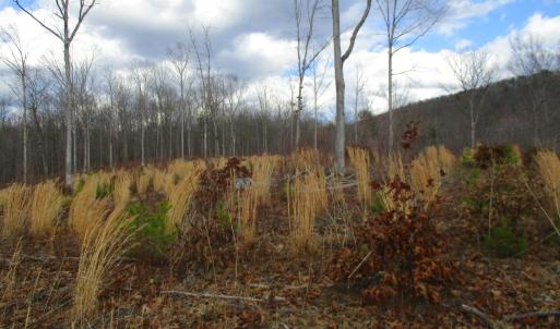 Photo #15 of 991 Kentmoor Farm Rd, Madison Heights, VA 32.0 acres