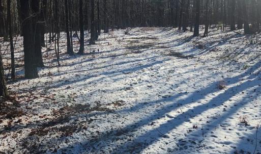 Photo #19 of Old Courthouse Road, Appomattox, VA 8.7 acres