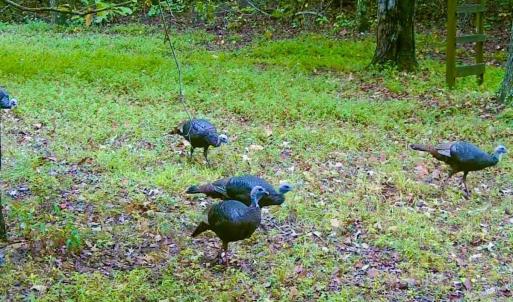 Photo #54 of 14528 Lee Jackson Hwy, Big Island, VA 70.1 acres