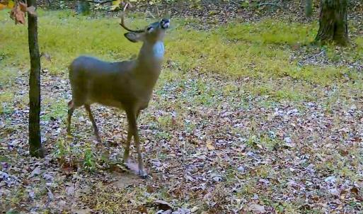 Photo #81 of 14528 Lee Jackson Hwy, Big Island, VA 70.1 acres