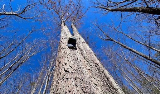 Photo #75 of 14528 Lee Jackson Hwy, Big Island, VA 70.1 acres