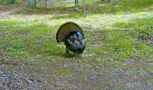 Photo #79 of 14528 Lee Jackson Hwy, Big Island, VA 70.1 acres