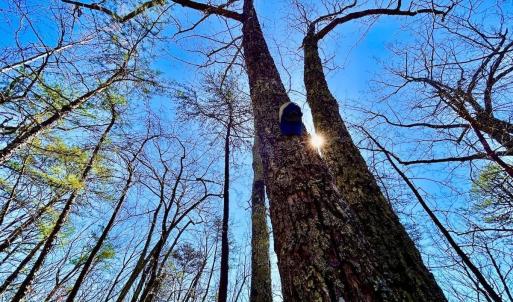 Photo #50 of 14528 Lee Jackson Hwy, Big Island, VA 70.1 acres