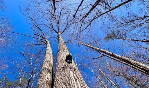 Photo #66 of 14528 Lee Jackson Hwy, Big Island, VA 70.1 acres