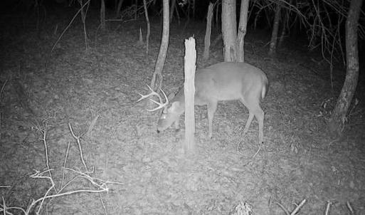 Photo #35 of 14528 Lee Jackson Hwy, Big Island, VA 70.1 acres