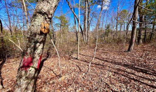 Photo #29 of 14528 Lee Jackson Hwy, Big Island, VA 70.1 acres