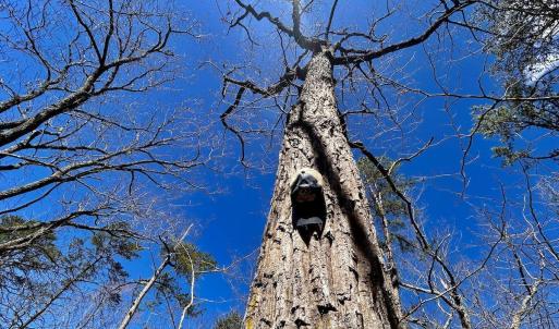 Photo #37 of 14528 Lee Jackson Hwy, Big Island, VA 70.1 acres