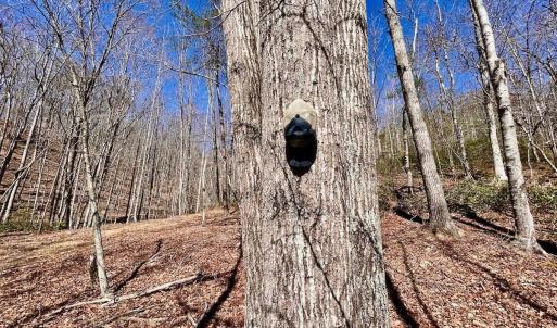 Photo #56 of 14528 Lee Jackson Hwy, Big Island, VA 70.1 acres