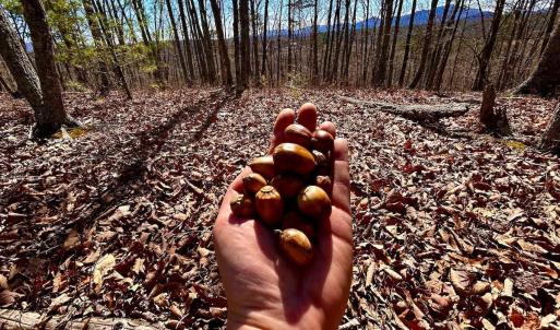 Photo #31 of 14528 Lee Jackson Hwy, Big Island, VA 70.1 acres