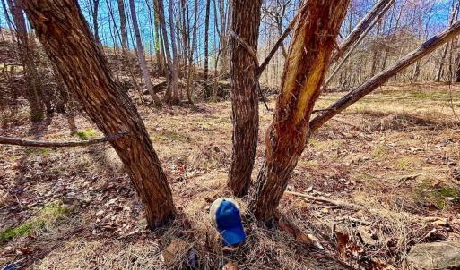 Photo #9 of 14528 Lee Jackson Hwy, Big Island, VA 70.1 acres