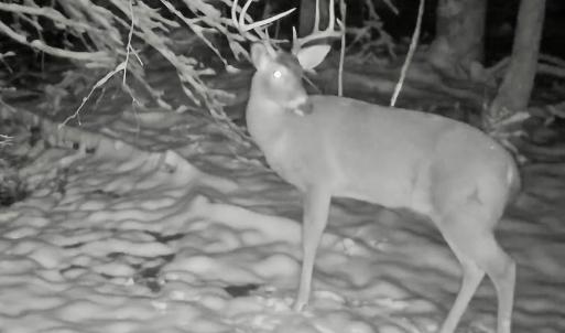 Photo #55 of 14528 Lee Jackson Hwy, Big Island, VA 70.1 acres