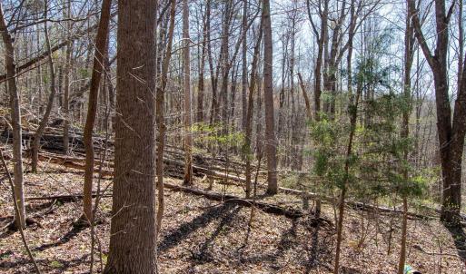 Photo #16 of 9 Oak Dr, Moneta, VA 5.3 acres