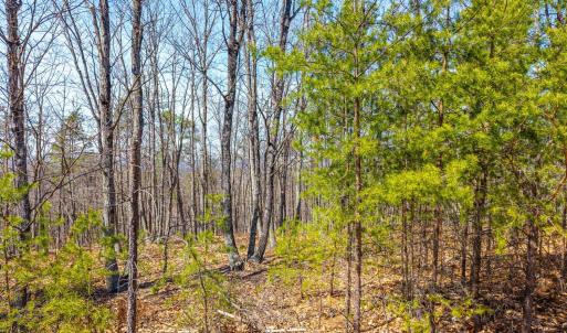 Photo #28 of Larkin Mountain, Amherst, VA 20.4 acres