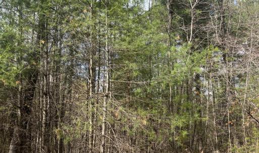 Photo #6 of Blue Ridge Lane, Monroe, VA 5.0 acres