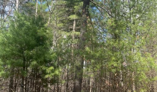 Photo #5 of Blue Ridge Lane, Monroe, VA 5.0 acres