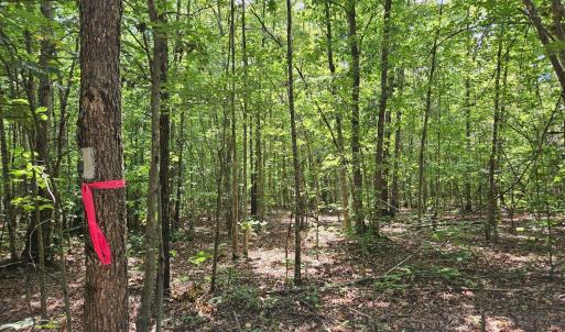 Photo #20 of James Anderson Highway, Gladstone, VA 100.0 acres