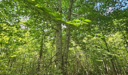 Photo #24 of James Anderson Highway, Gladstone, VA 100.0 acres