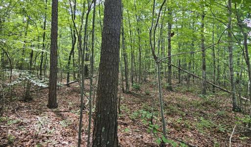 Photo #9 of James Anderson Highway, Gladstone, VA 100.0 acres