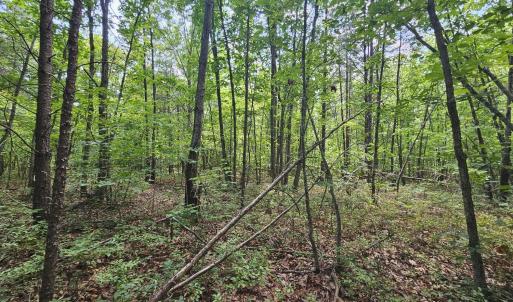 Photo #17 of James Anderson Highway, Gladstone, VA 100.0 acres