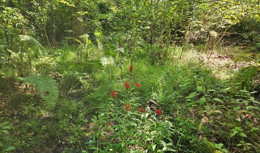 Photo #34 of James Anderson Highway, Gladstone, VA 100.0 acres