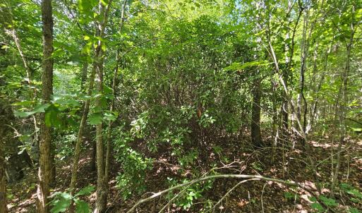 Photo #27 of James Anderson Highway, Gladstone, VA 100.0 acres