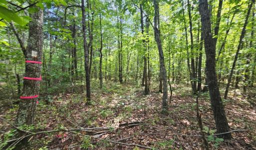 Photo #18 of James Anderson Highway, Gladstone, VA 100.0 acres