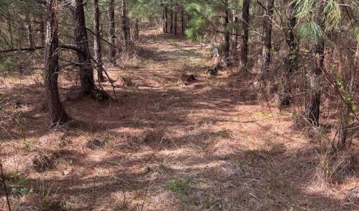 Photo #24 of Old Courthouse Road, Appomattox, VA 39.5 acres
