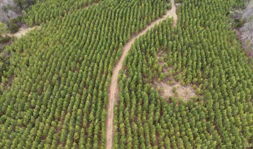 Photo #11 of Old Courthouse Road, Appomattox, VA 39.5 acres