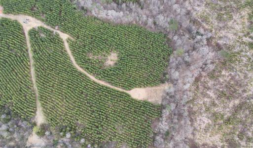 Photo #8 of Old Courthouse Road, Appomattox, VA 39.5 acres