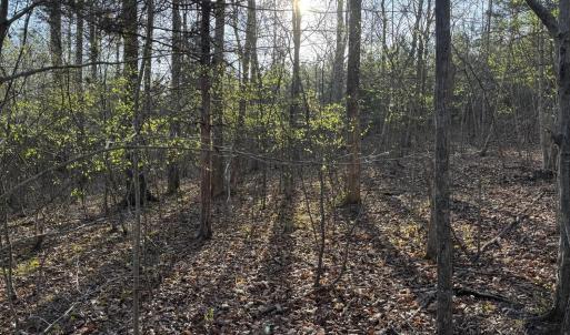 Photo #44 of Old Courthouse Road, Appomattox, VA 39.5 acres
